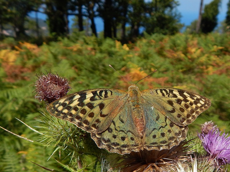 Argynnis aglaja